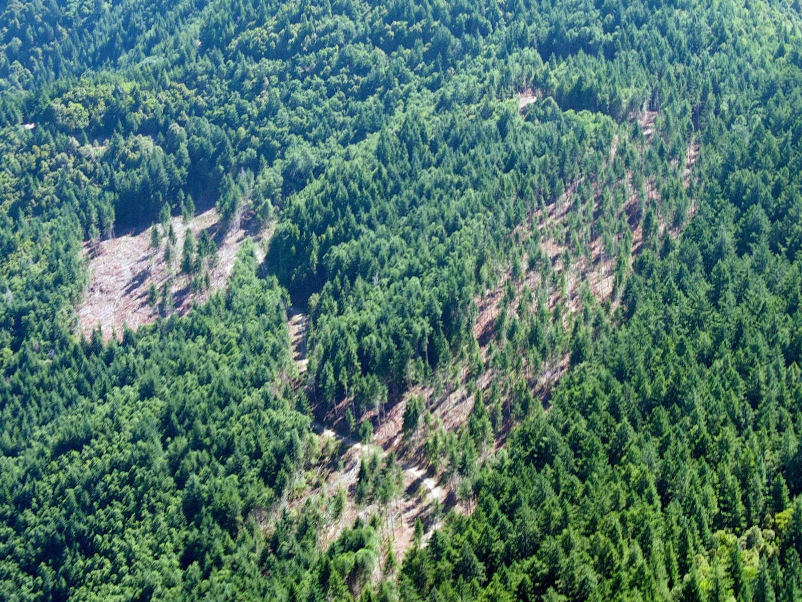 The Role of Technology in Sustainable Forestry (image credits: wikimedia)