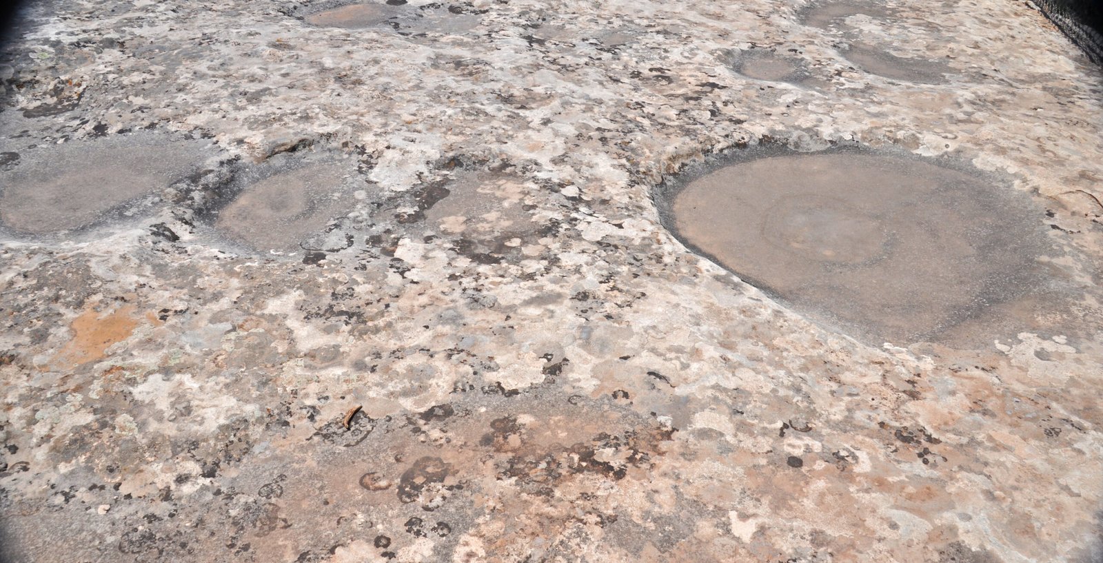 Where Do These Bacteria Live? (image credits: wikimedia)