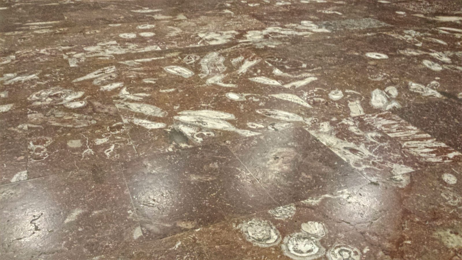 Prehistoric Secrets Beneath the Streets (image credits: wikimedia)