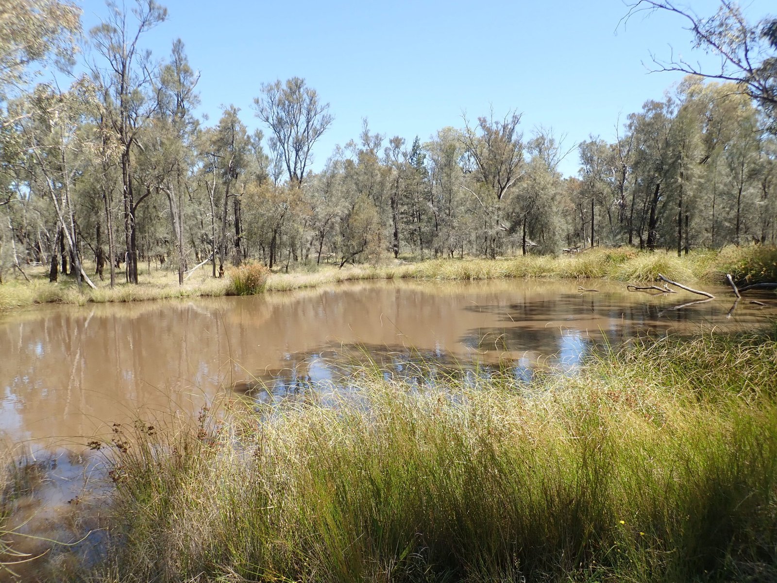 Ecological Consequences: Lost Wetlands and Wildlife (image credits: wikimedia)