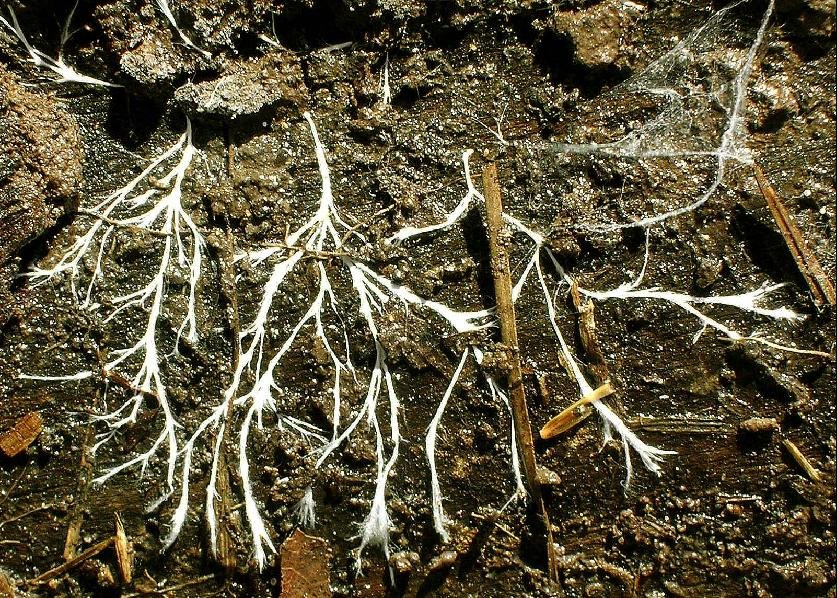 Tree Talk: Communication Along the Wood Wide Web (image credits: wikimedia)