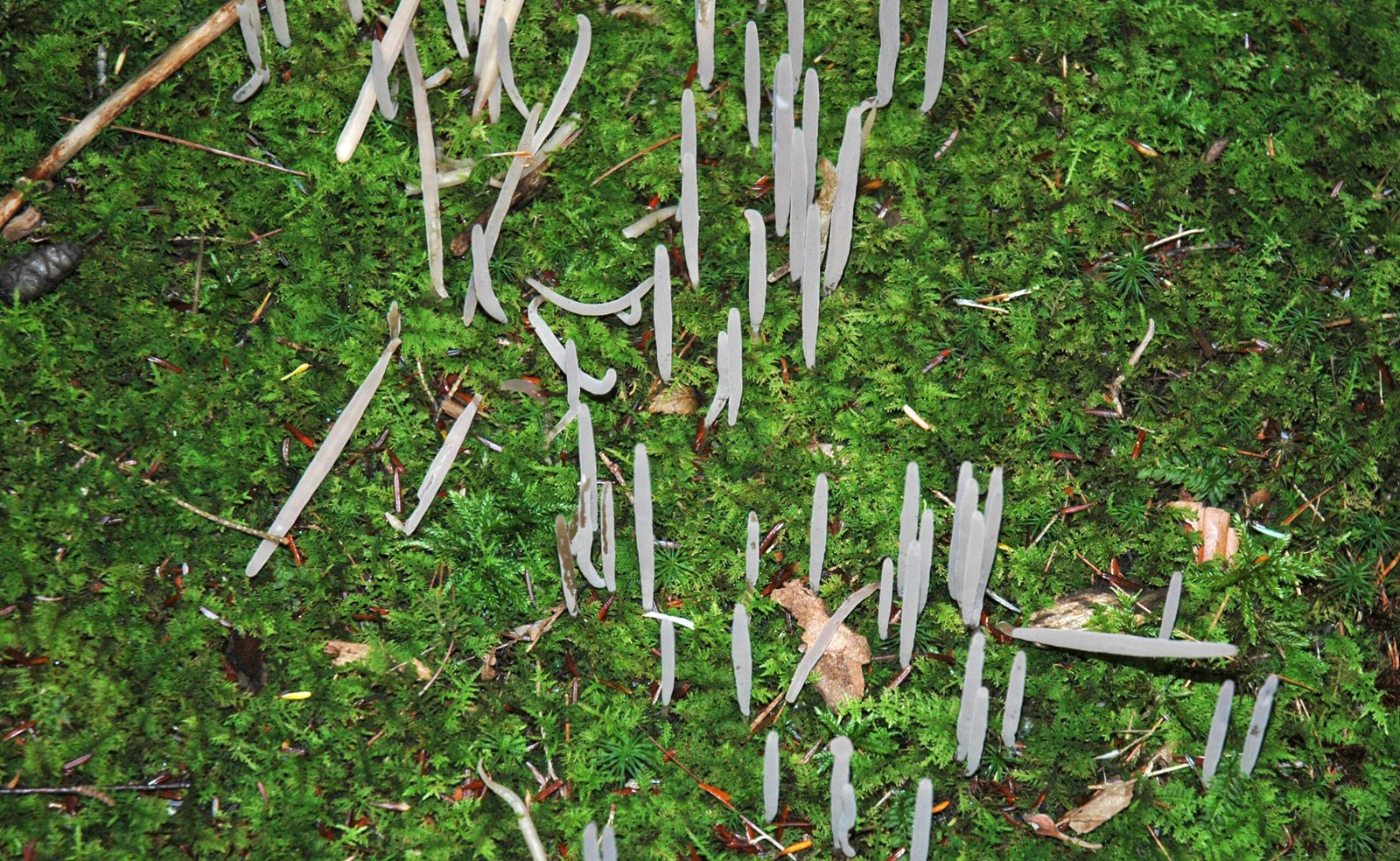 Mutual Benefits: Fungi and Plants as Partners (image credits: wikimedia)