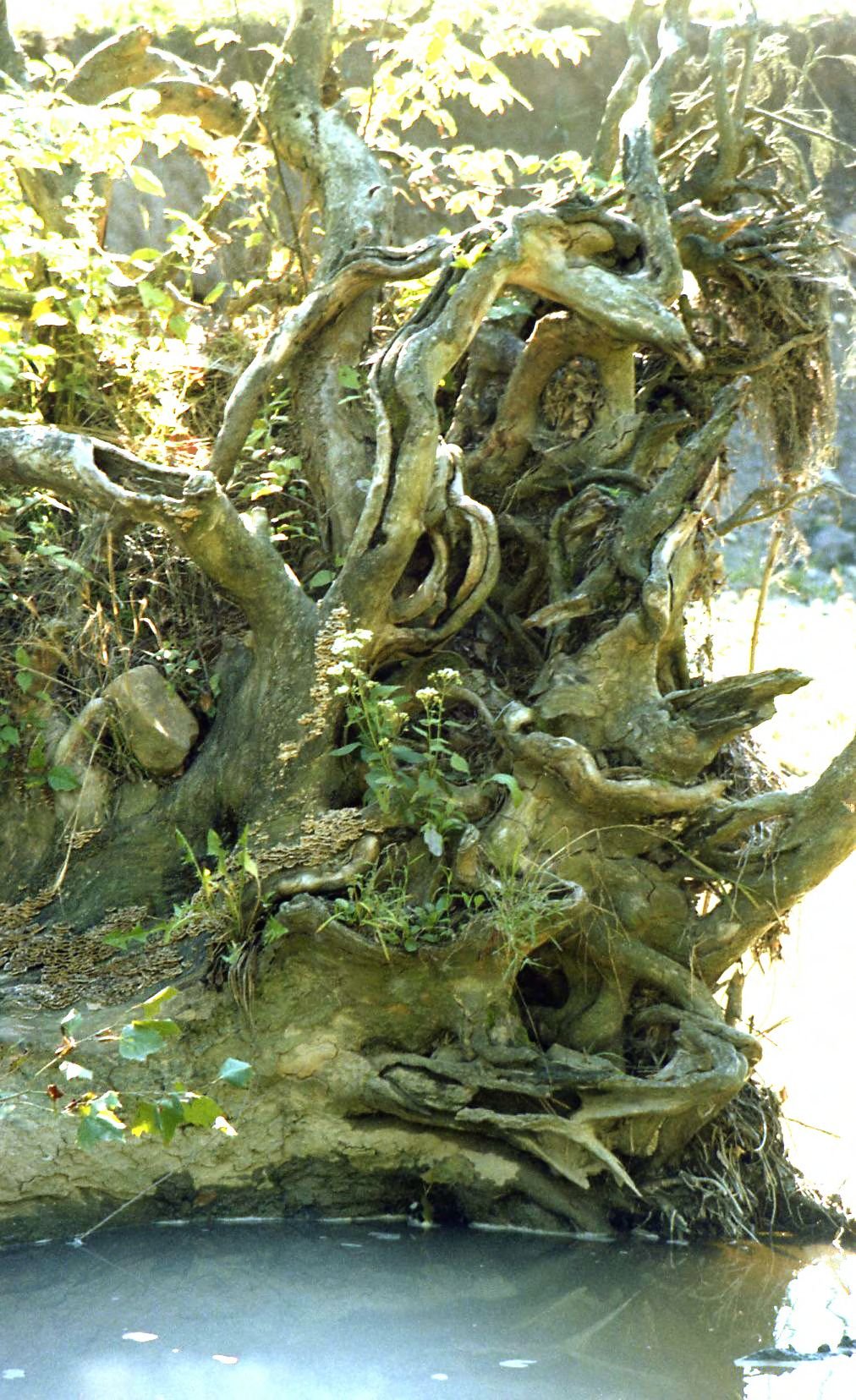 Selective Networking: Do Trees Have Favorites? (image credits: wikimedia)