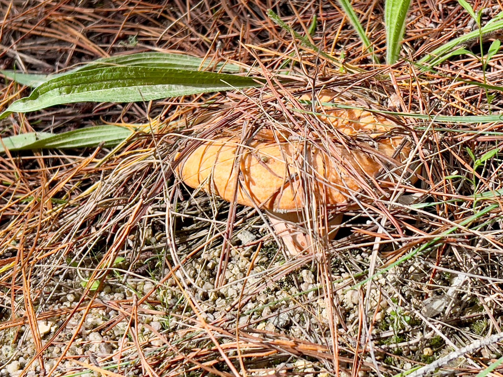 Forest Diversity: How Fungi Shape Ecosystems (image credits: wikimedia)