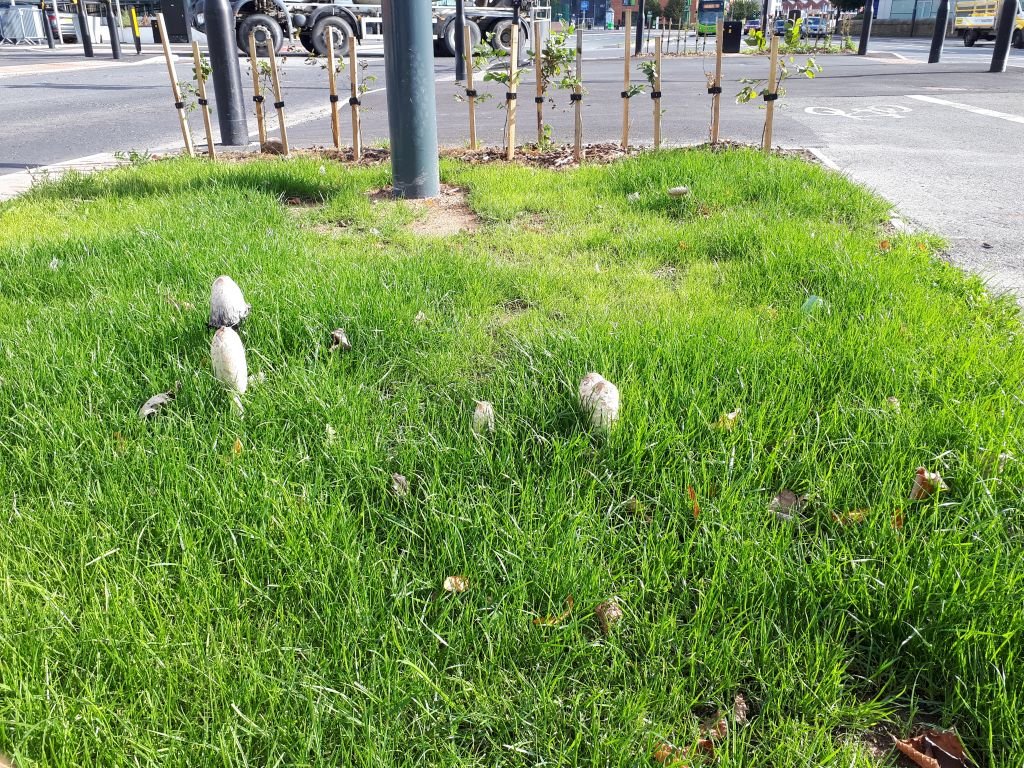 Fungi in the City: Urban Forests and Hidden Networks (image credits: wikimedia)