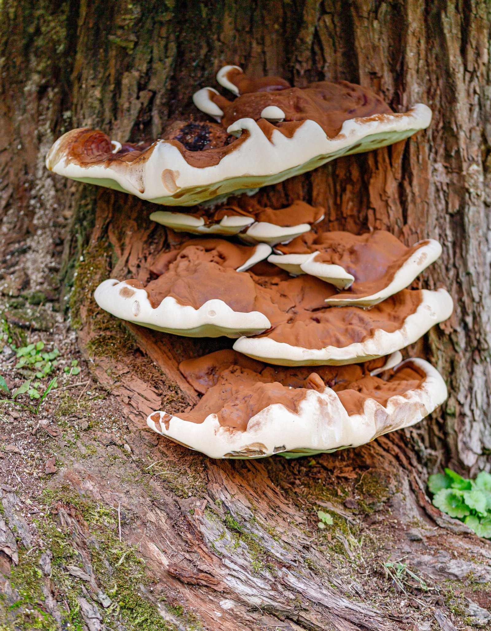 The Social Side of Fungi: Cooperation and Conflict (image credits: wikimedia)