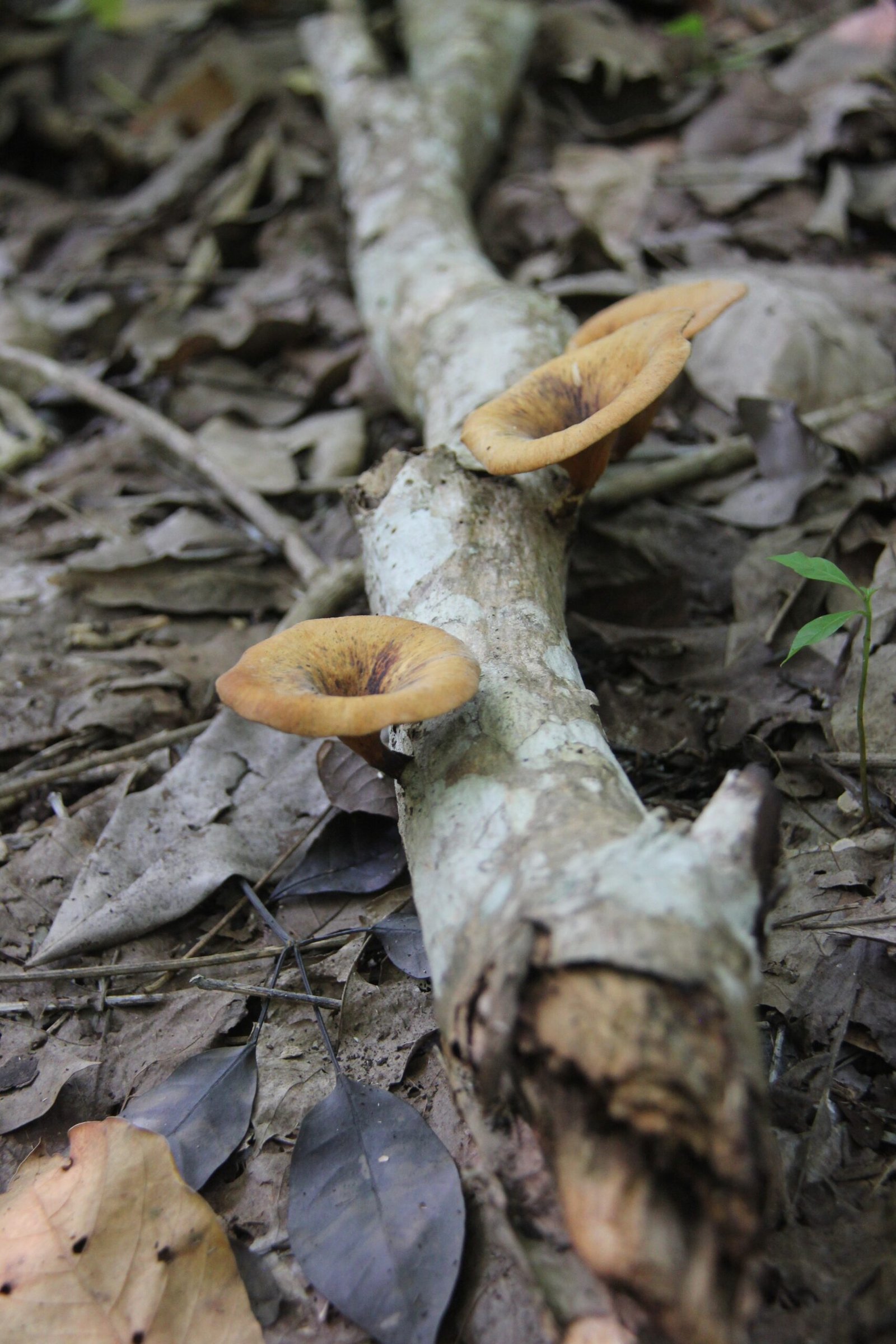 Fungal Networks and Wildlife: Feeding the Forest’s Inhabitants (image credits: wikimedia)