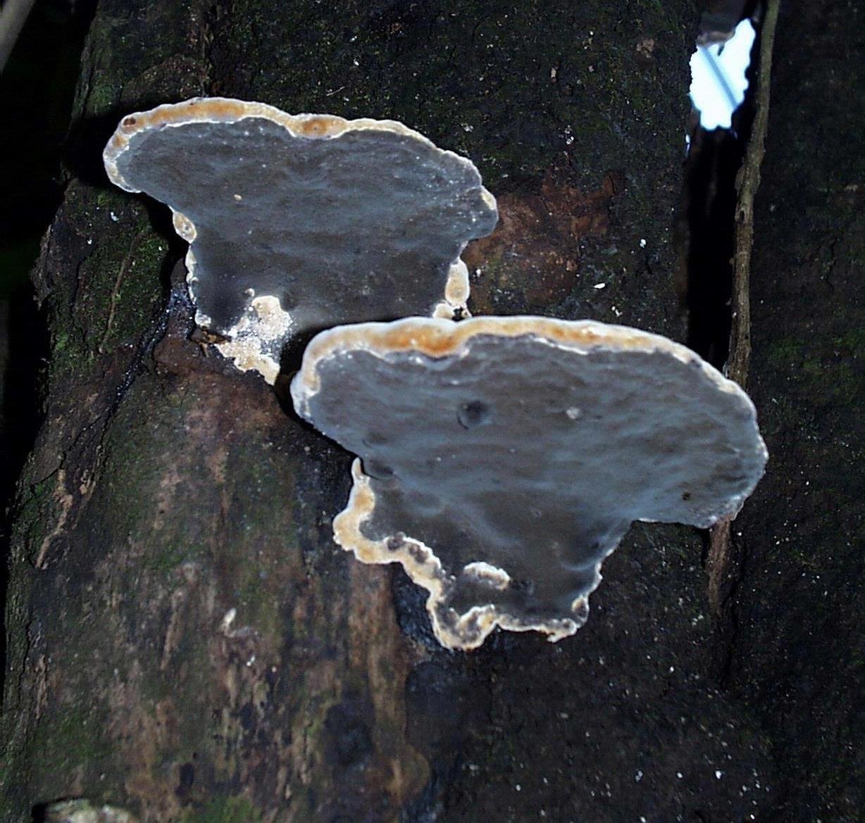 Seeing the Invisible: Bringing Fungal Networks to Light (image credits: wikimedia)