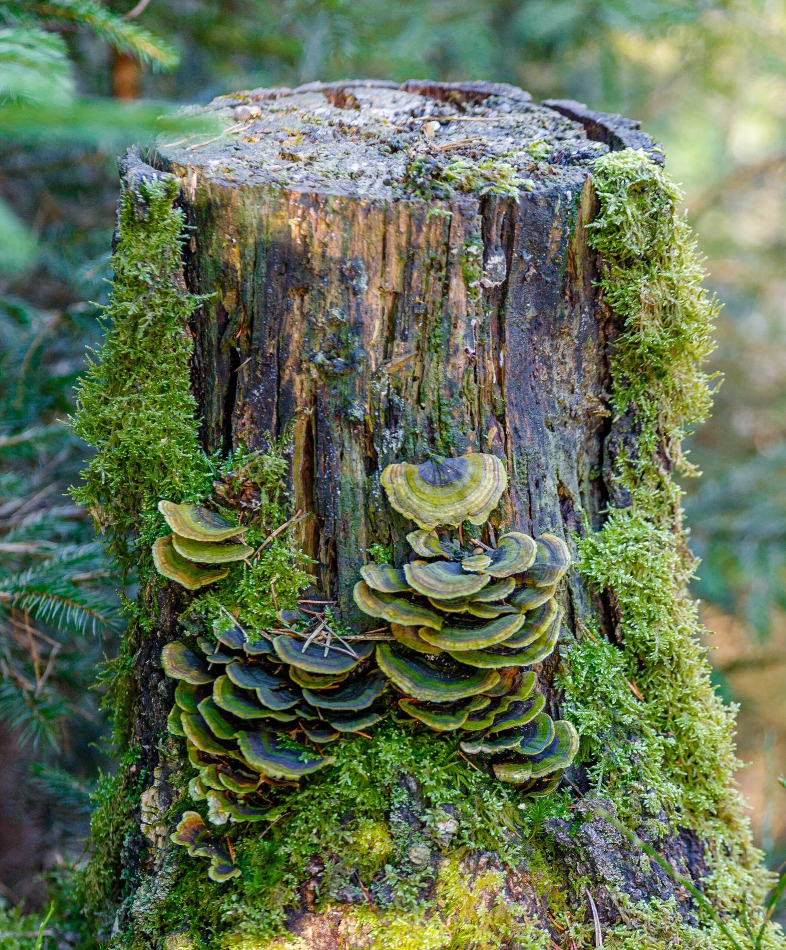 How Fungus Networks Distribute Nutrients Like a Forest Internet