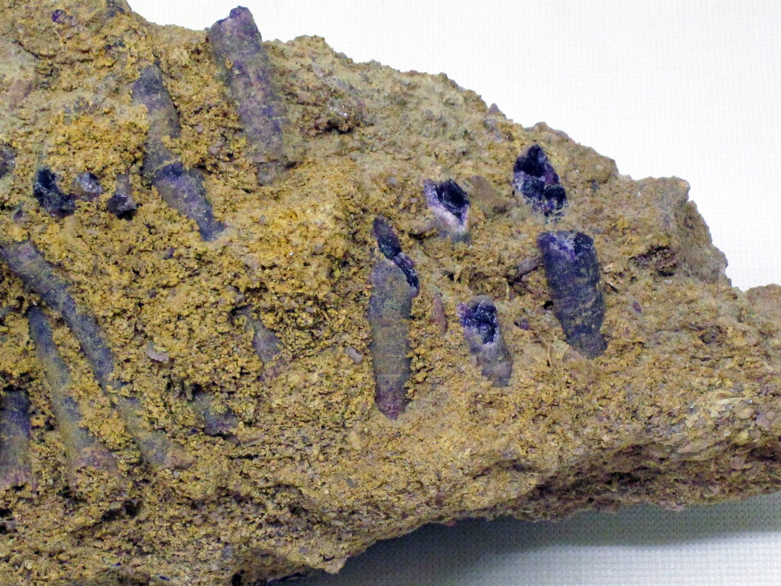 Coral Growth Bands: Nature’s Timekeepers (image credits: wikimedia)