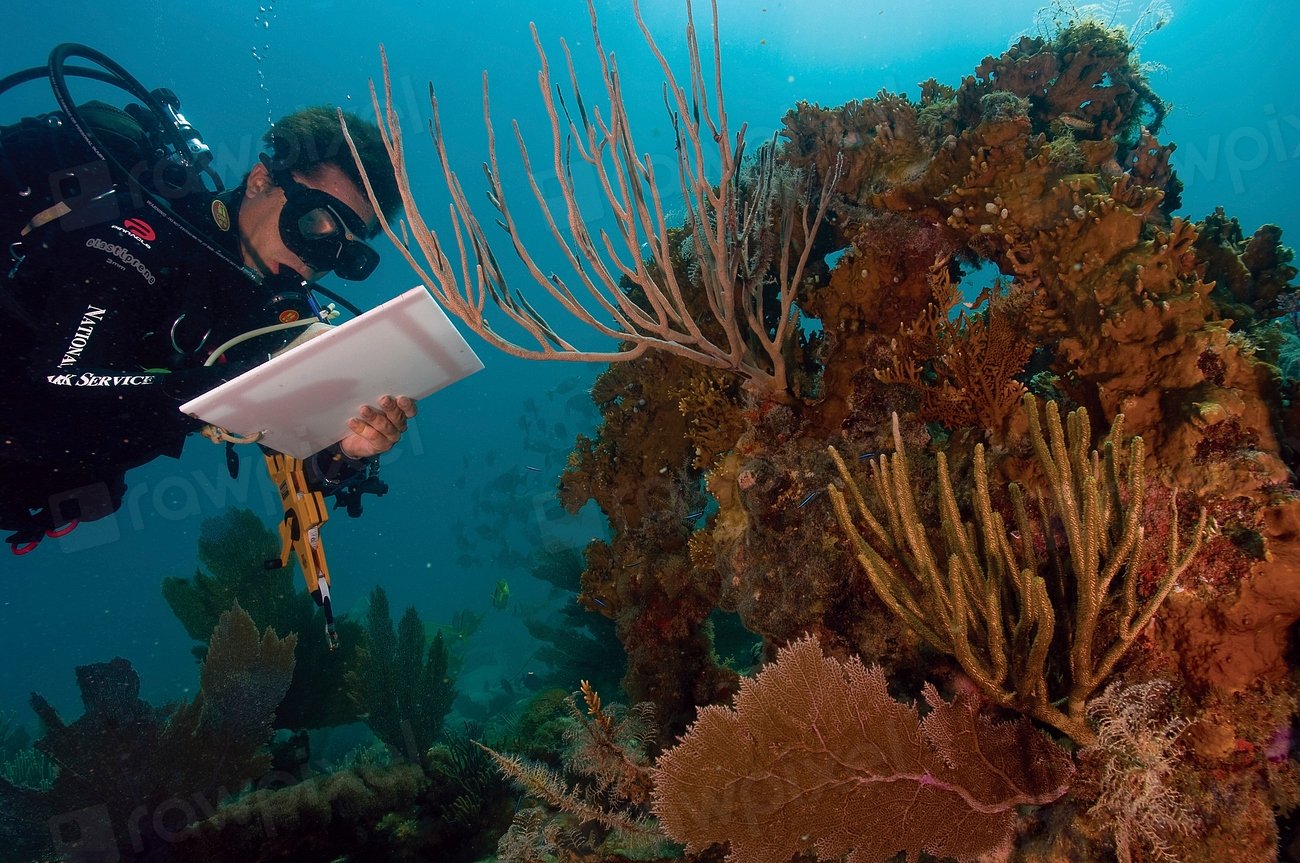 Unlocking Past Ocean Temperatures (image credits: rawpixel)