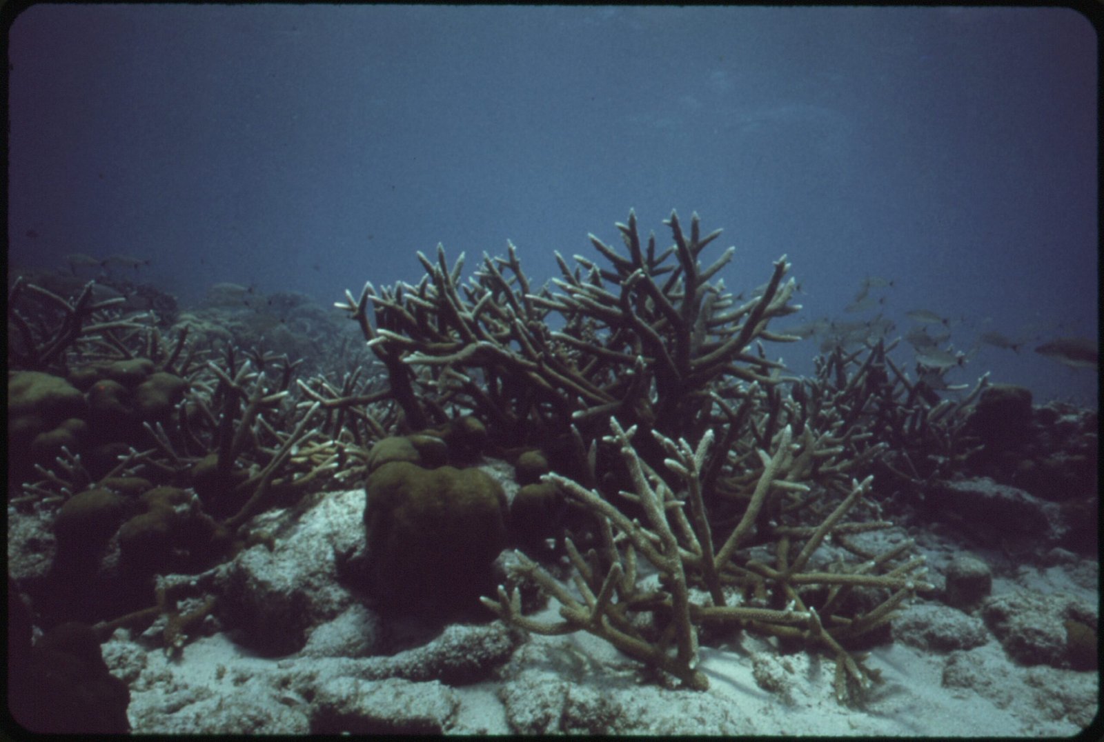 Human Impact Etched in Coral (image credits: wikimedia)