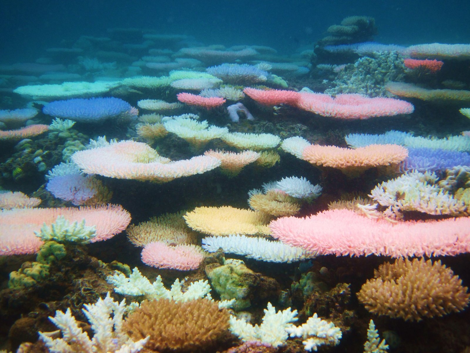 The Global Network of Coral Archives (image credits: wikimedia)
