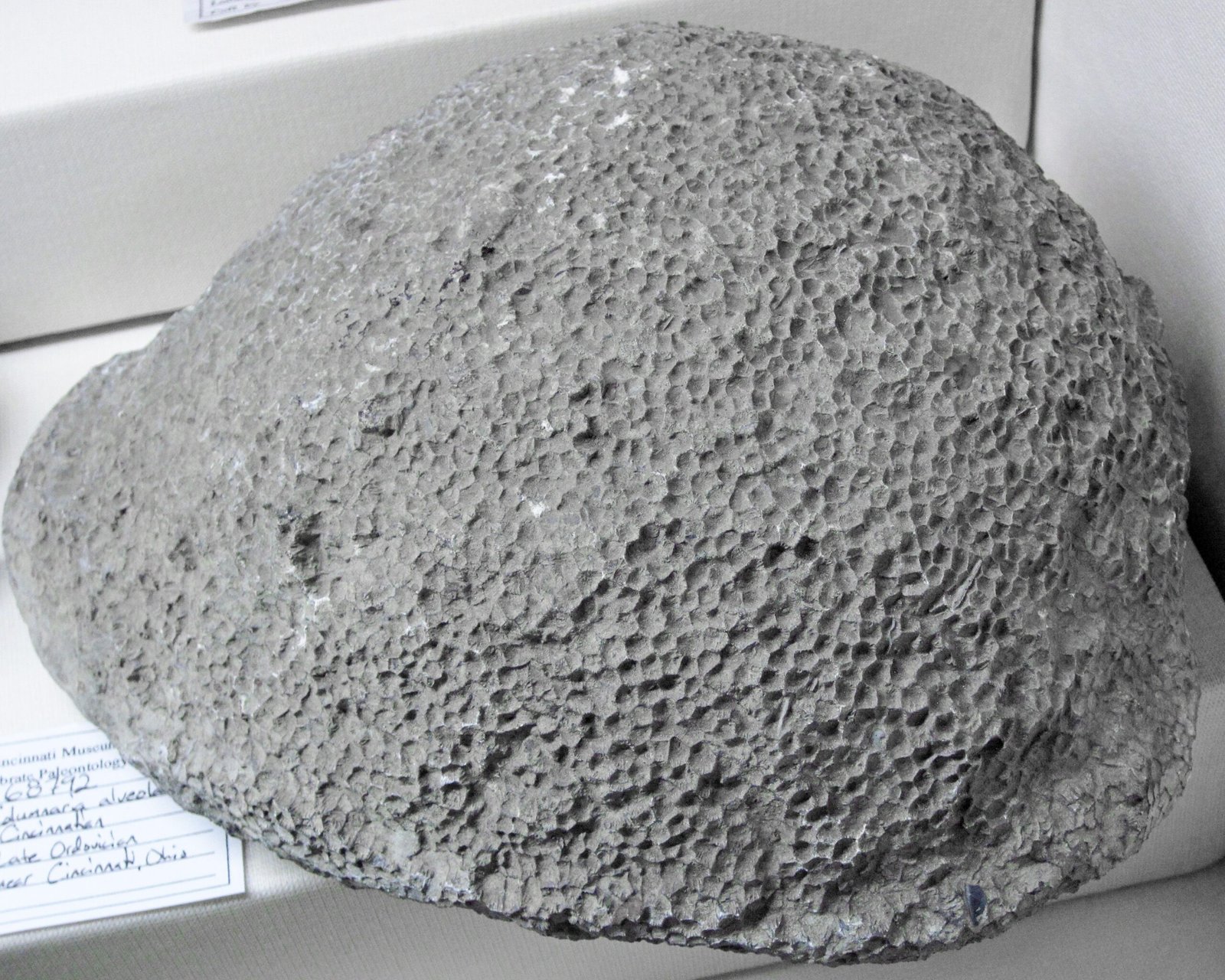 Coral Reefs and Paleoceanography (image credits: wikimedia)