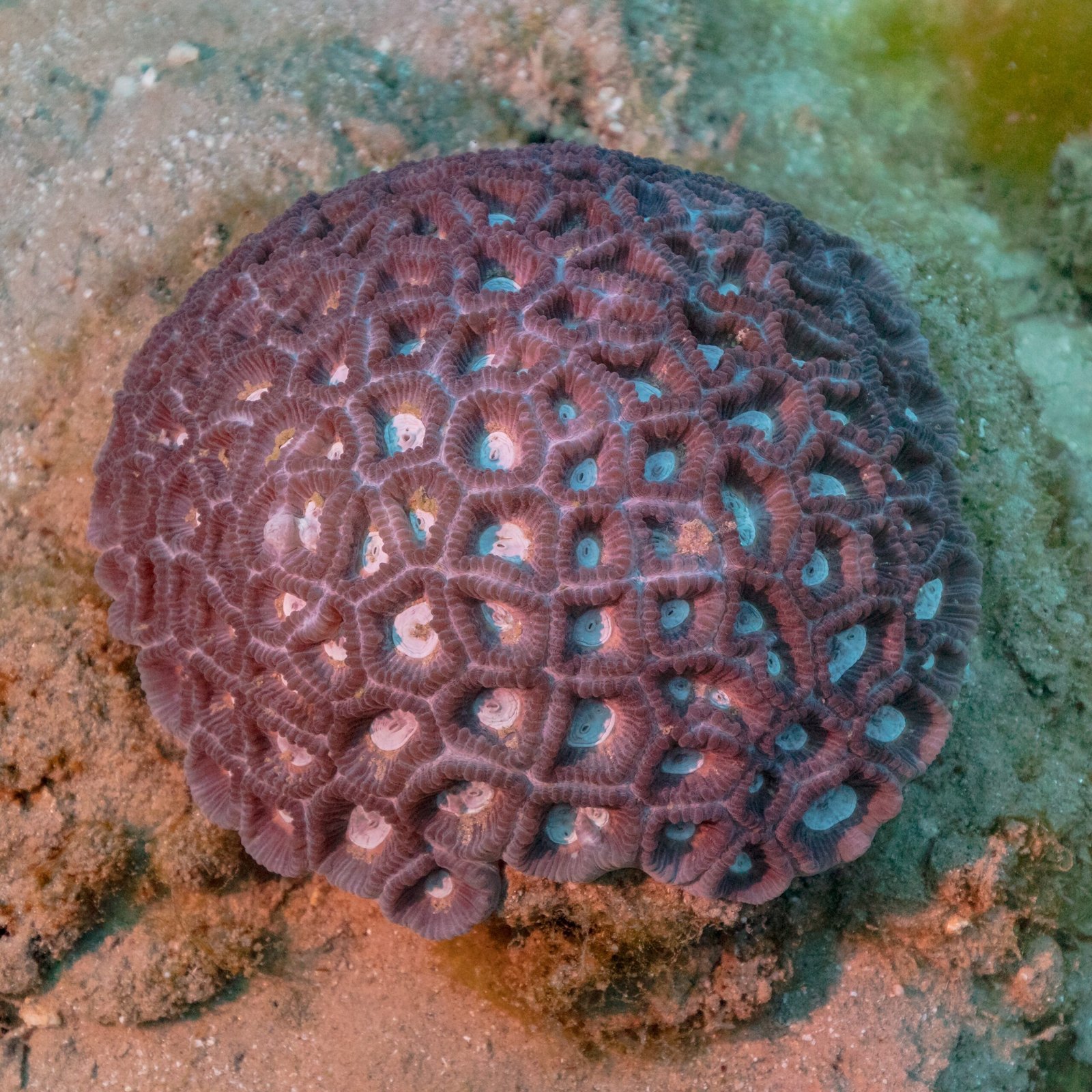 Lessons from the Little Polyp Architects (image credits: wikimedia)