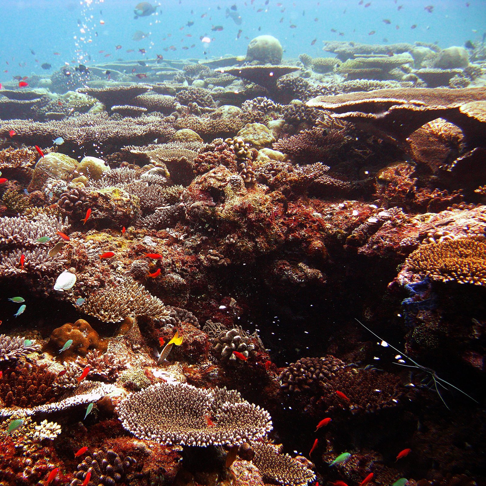 Coral Reefs as Early Warning Systems (image credits: wikimedia)