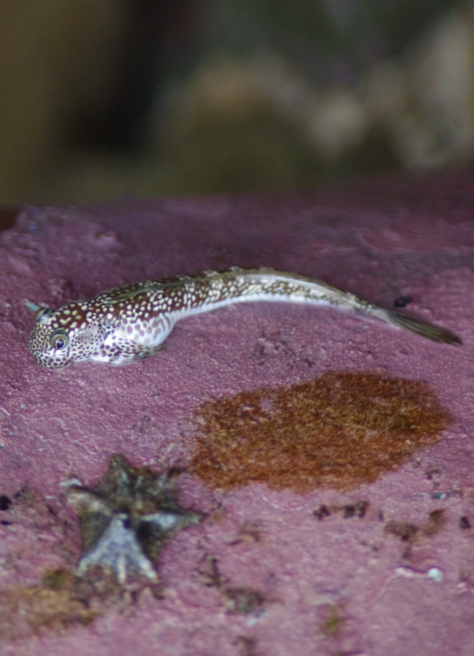 Astonishing Adaptations: Fish Out of Water (image credits: wikimedia)