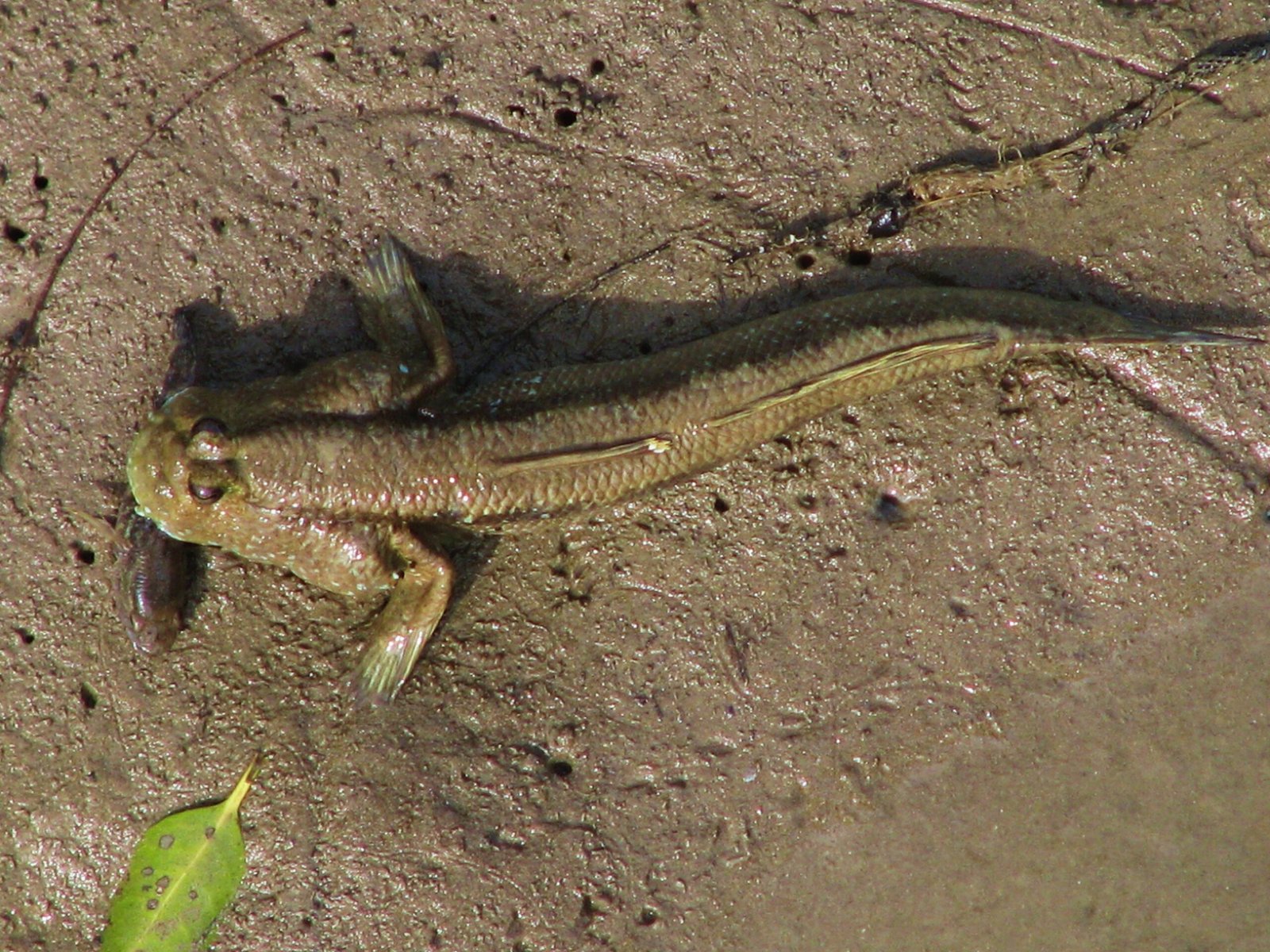 Meet the Mudskipper: The Charismatic Amphibious Fish (image credits: wikimedia)