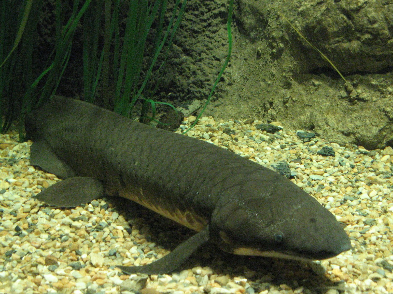 The Lungfish: A Living Fossil With a Secret (image credits: wikimedia)