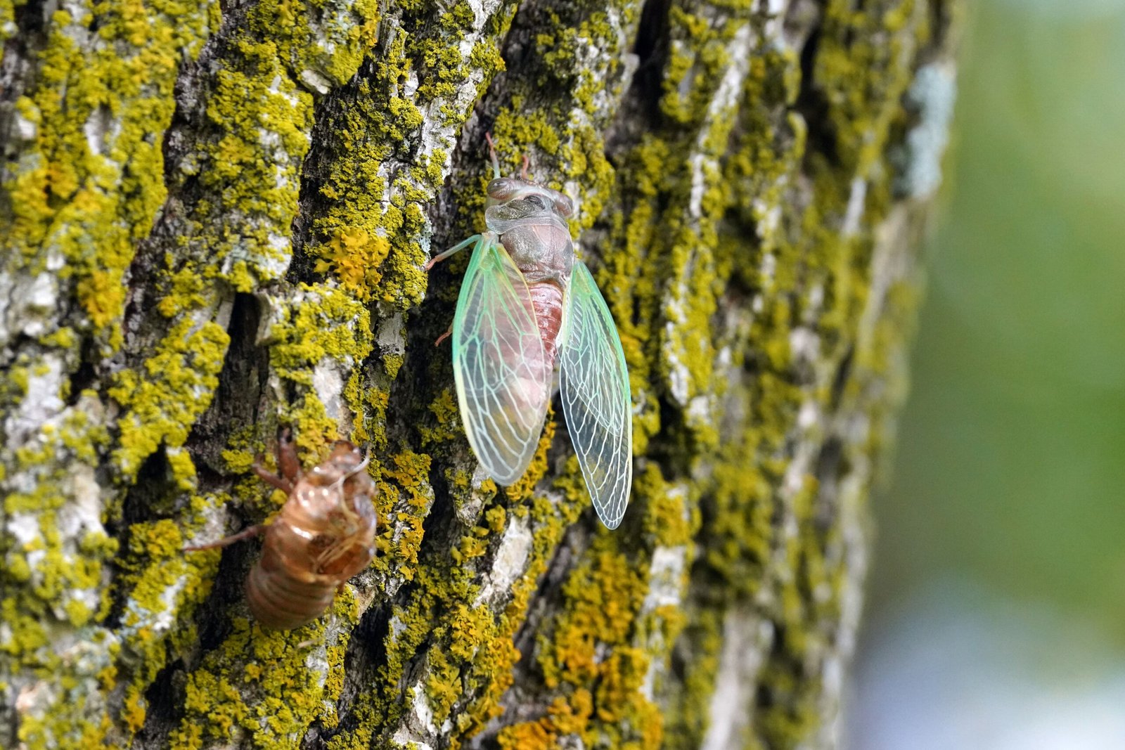 Climbing Perch: The Adventurous Traveler (image credits: wikimedia)