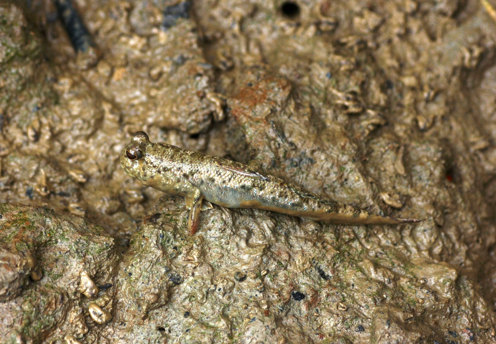 Evolution in Action: Why Fish Leave the Water (image credits: wikimedia)