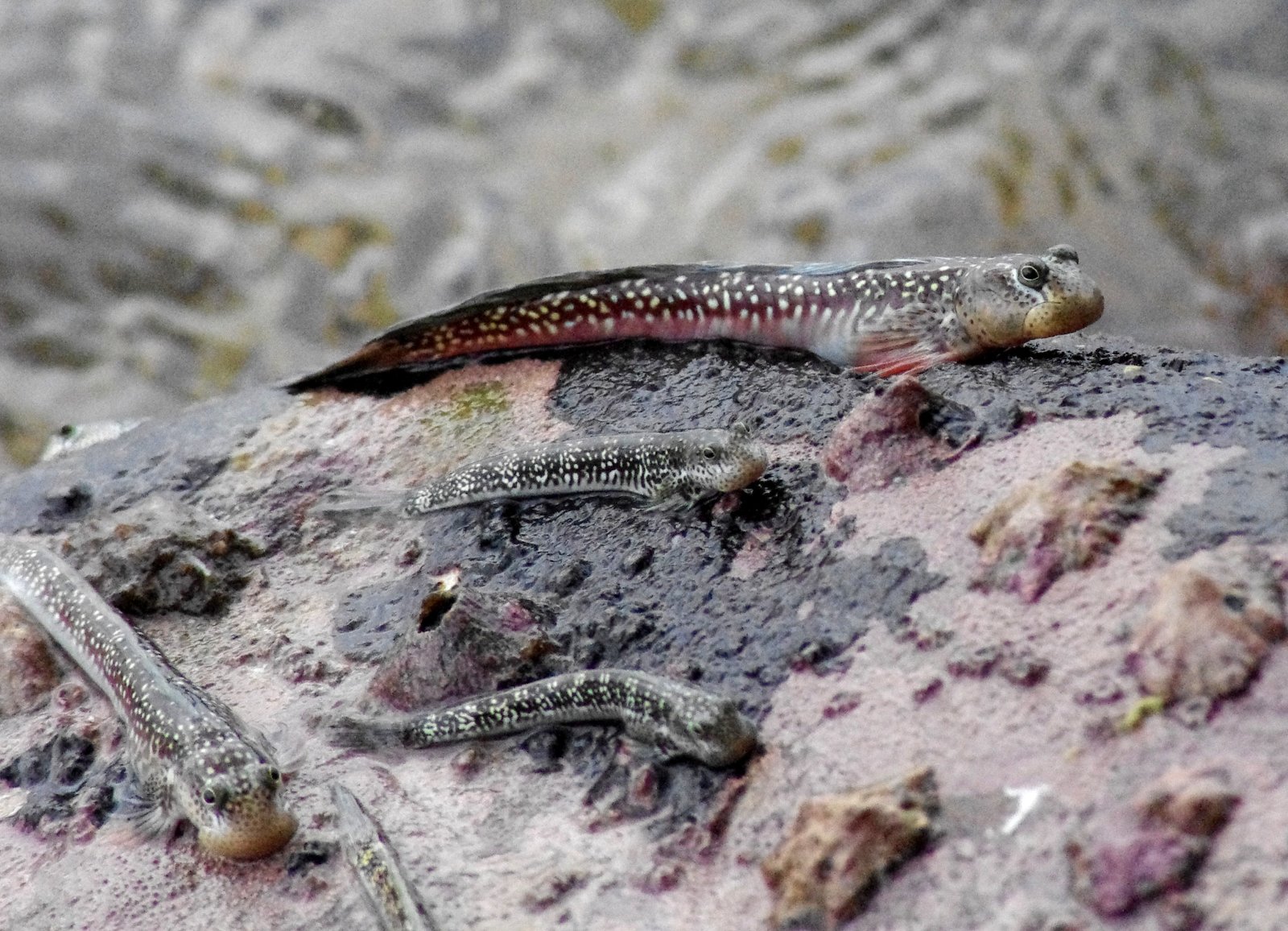 Amphibious Behavior: Between Two Worlds (image credits: wikimedia)