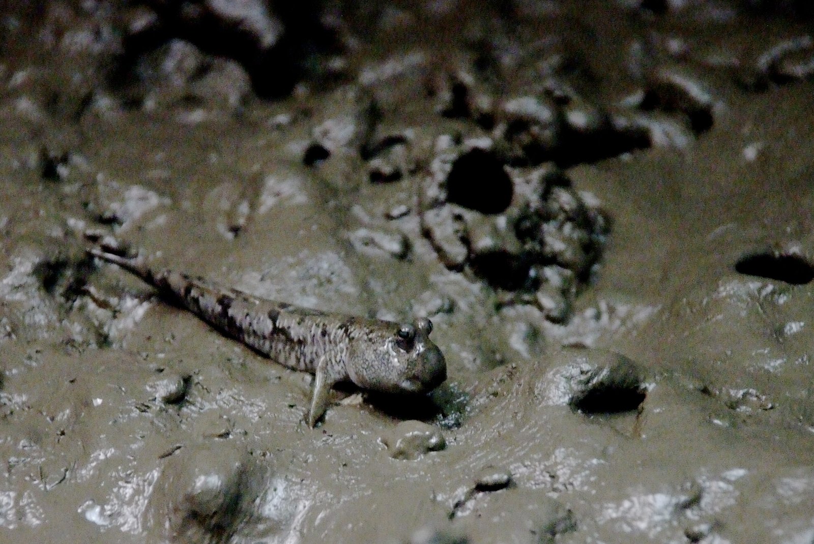 Environmental Triggers: When Fish Decide to Walk (image credits: wikimedia)