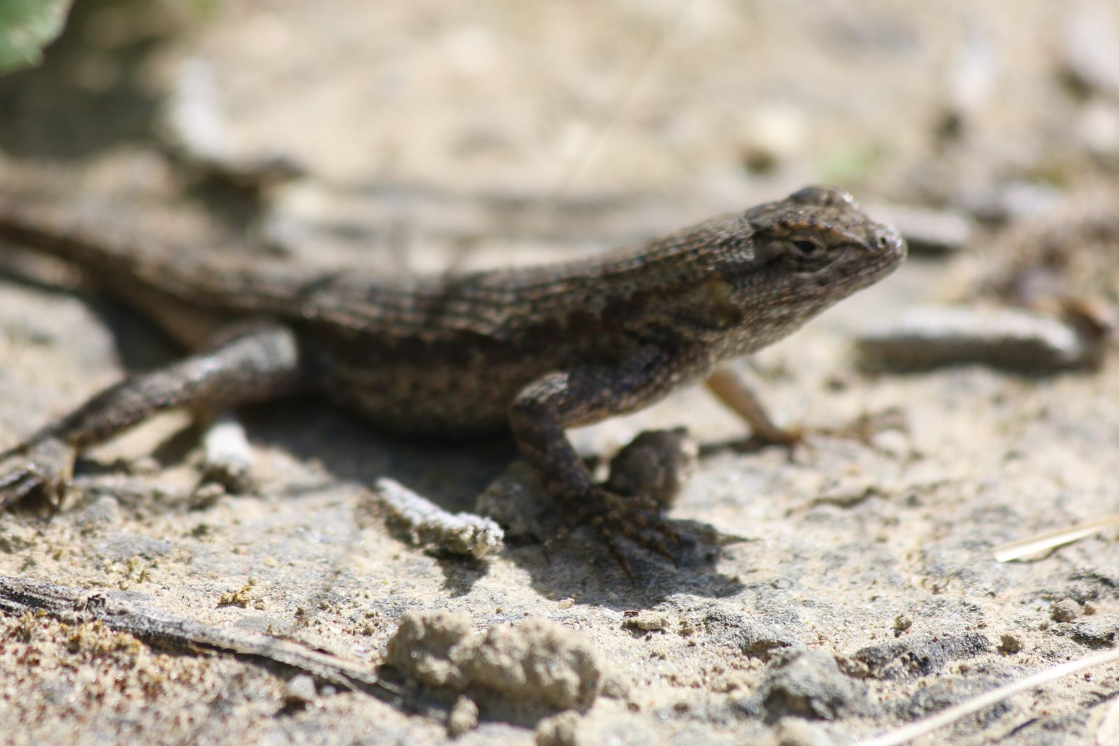 Predators and Prey: The Land Becomes a New Battlefield (image credits: wikimedia)