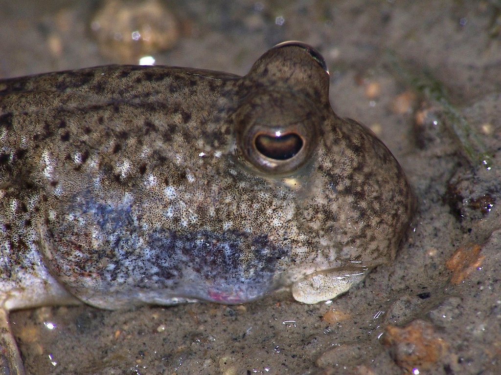 Reproduction and Life Cycles: Adapting for Survival (image credits: wikimedia)