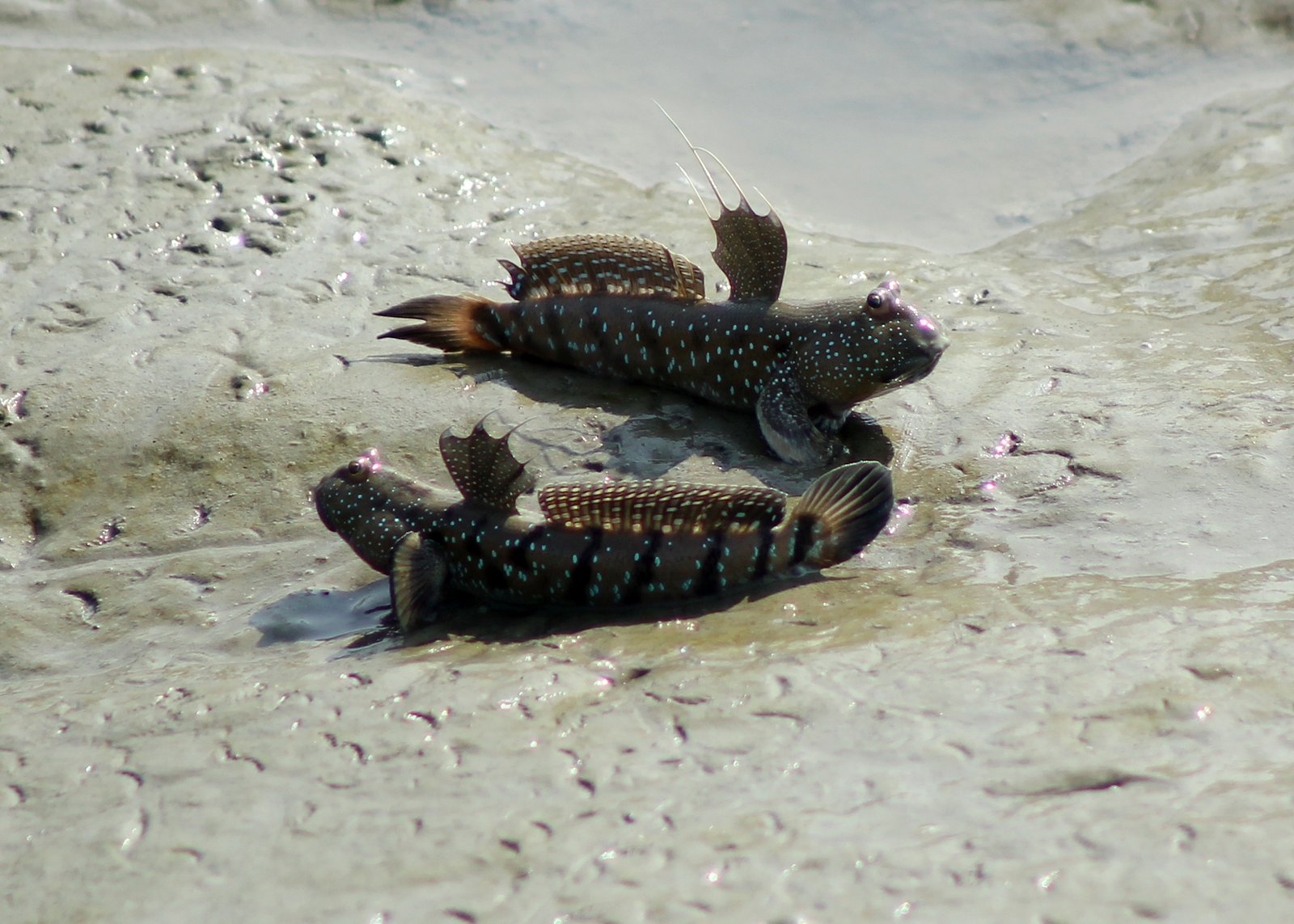 Ancient Echoes: What These Fish Tell Us About Evolution (image credits: wikimedia)