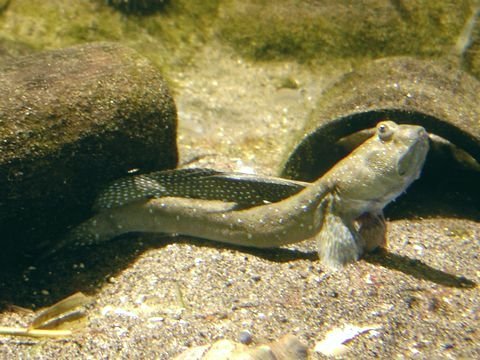 Modern Research: Unlocking the Secrets of Walking Fish (image credits: wikimedia)