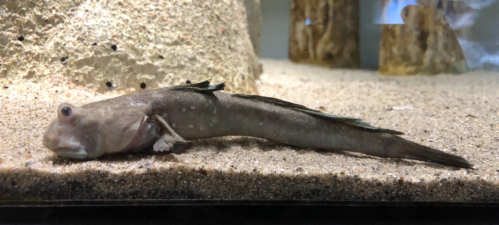 Climate Change and the Future of Amphibious Fish (image credits: wikimedia)
