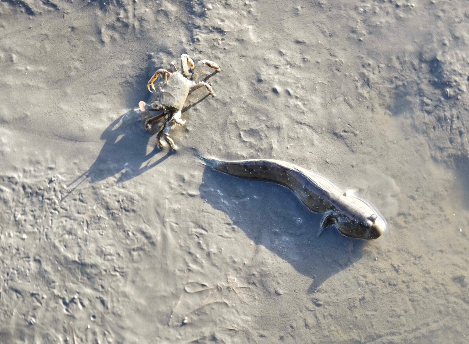 Captivating Encounters: Seeing Walking Fish in the Wild (image credits: wikimedia)