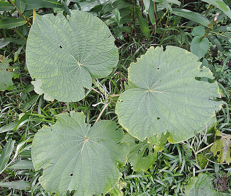 Medicinal Marvels: The Amazon’s Healing Power (image credits: wikimedia)