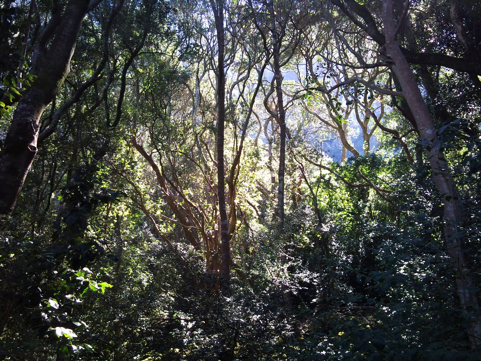 Eco-Friendly Living: Lessons from the Forest (image credits: wikimedia)
