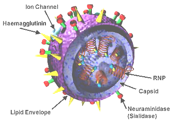 What’s in a Name? Understanding Flu Virus Types and Subtypes (image credits: wikimedia)