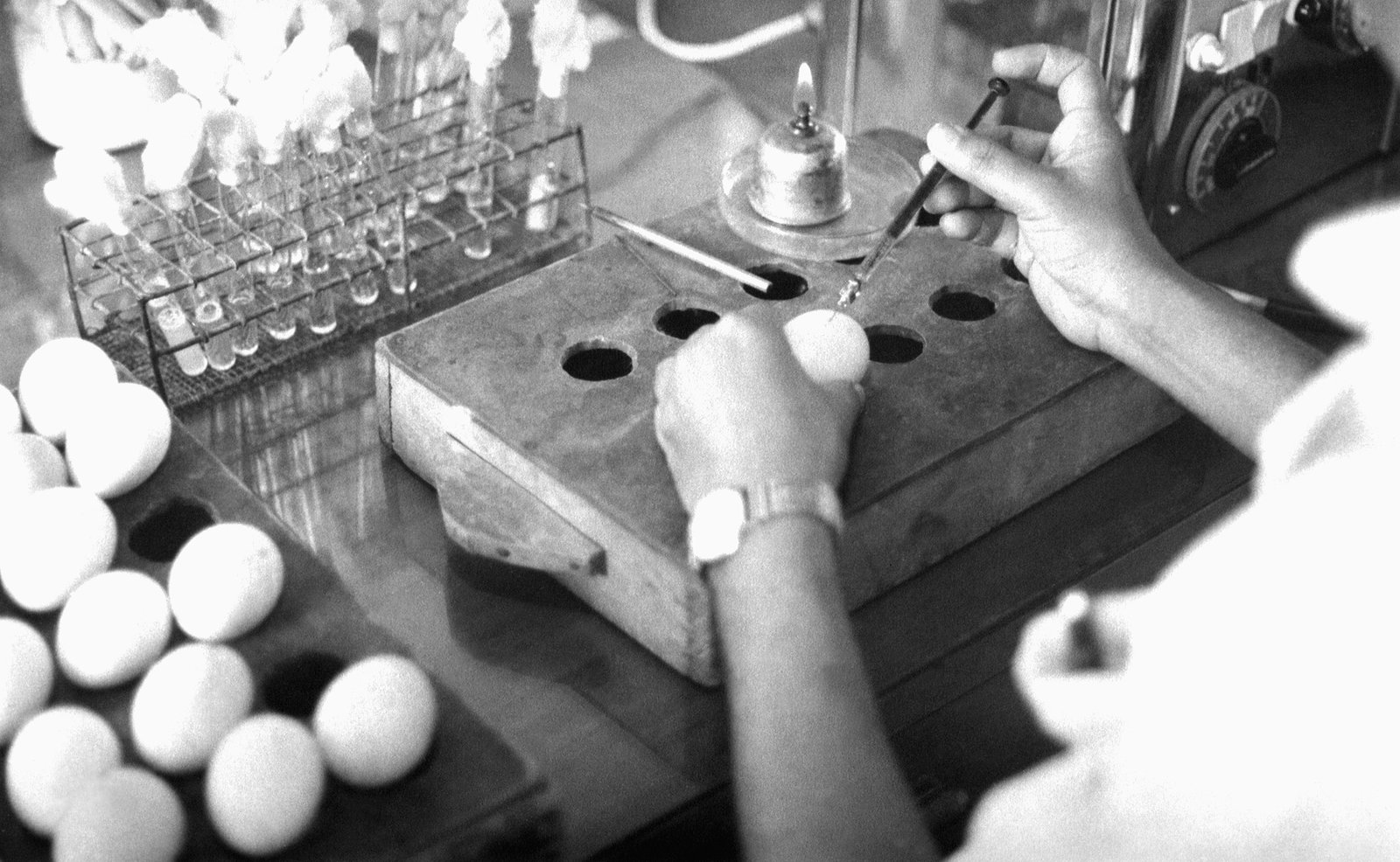 Egg-Based Production: The Old-School Method (image credits: wikimedia)
