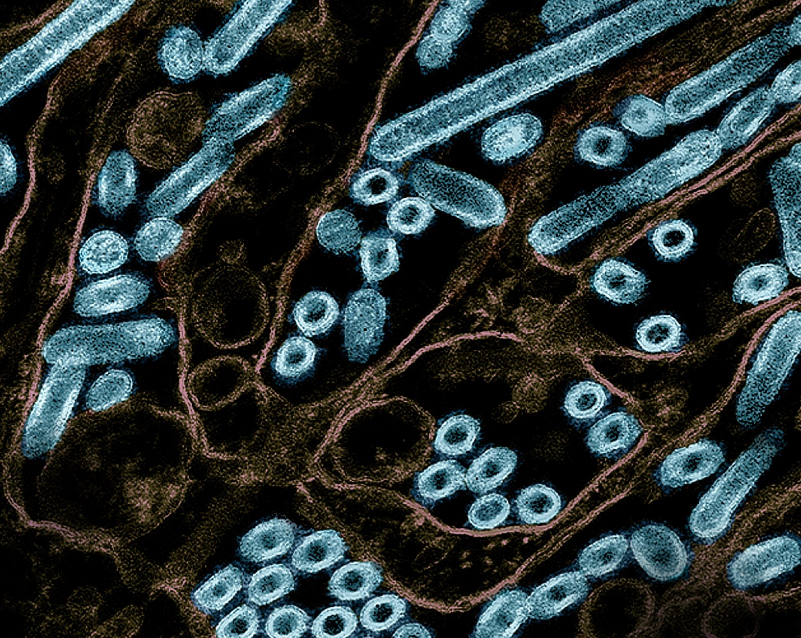 The Role of Animal Reservoirs in Flu Evolution (image credits: wikimedia)