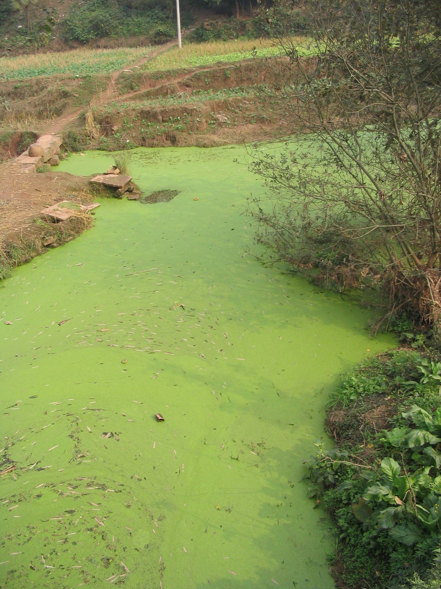Nutrients Overload: The Double-Edged Sword of Fertilizers (image credits: wikimedia)