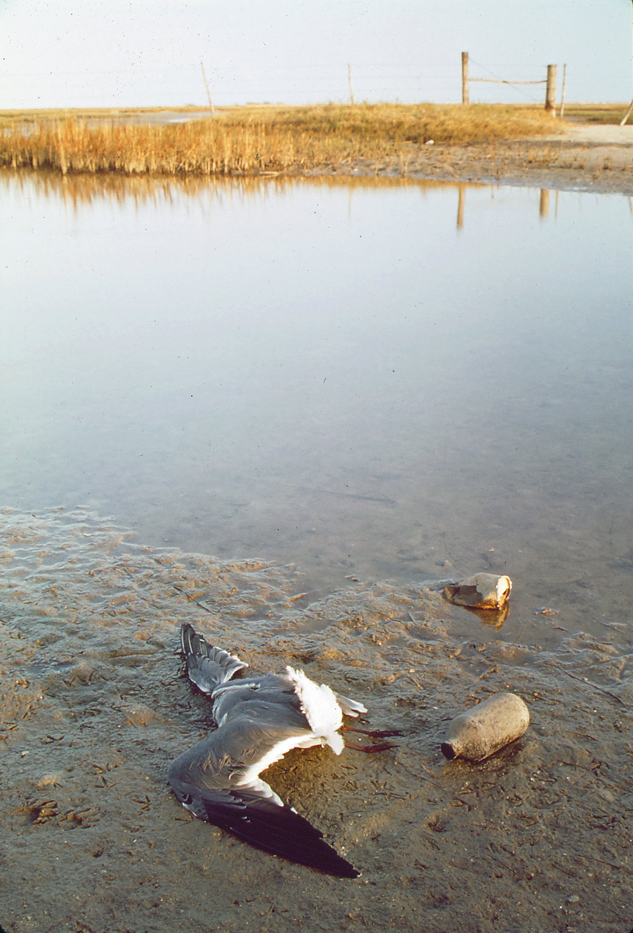Sewage and Wastewater: The Unseen Threat (image credits: wikimedia)