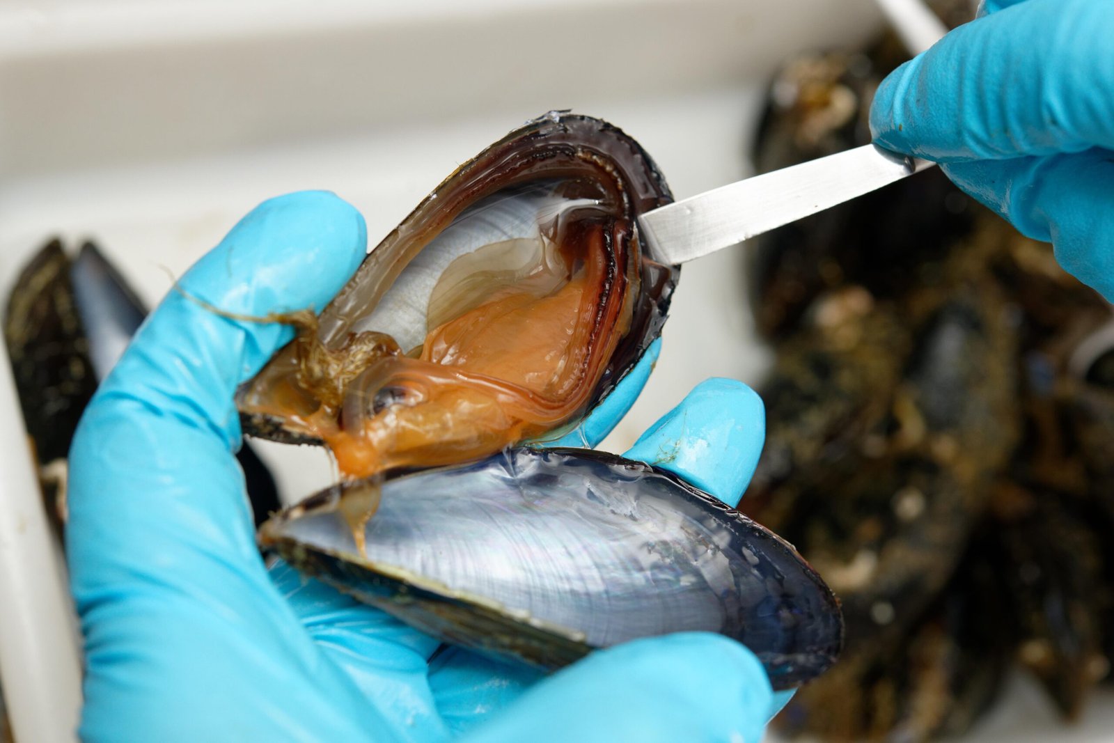 Bioaccumulation: Pollution’s Climb Up the Food Chain (image credits: wikimedia)