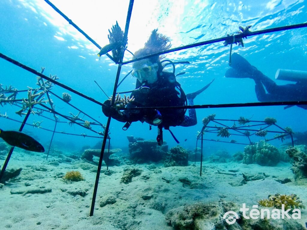 How Pollution Reaches the Reef: From Plastic to Pesticides in the Ocean Food Chain
