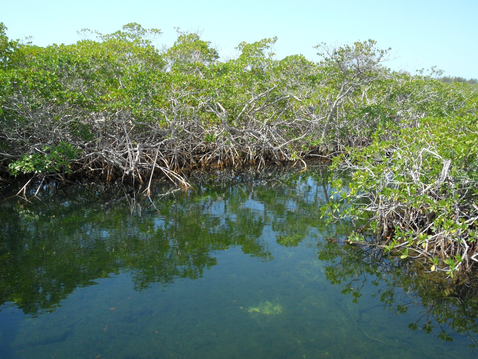 Mangroves: Nature’s Coastal Guardians (image credits: wikimedia)