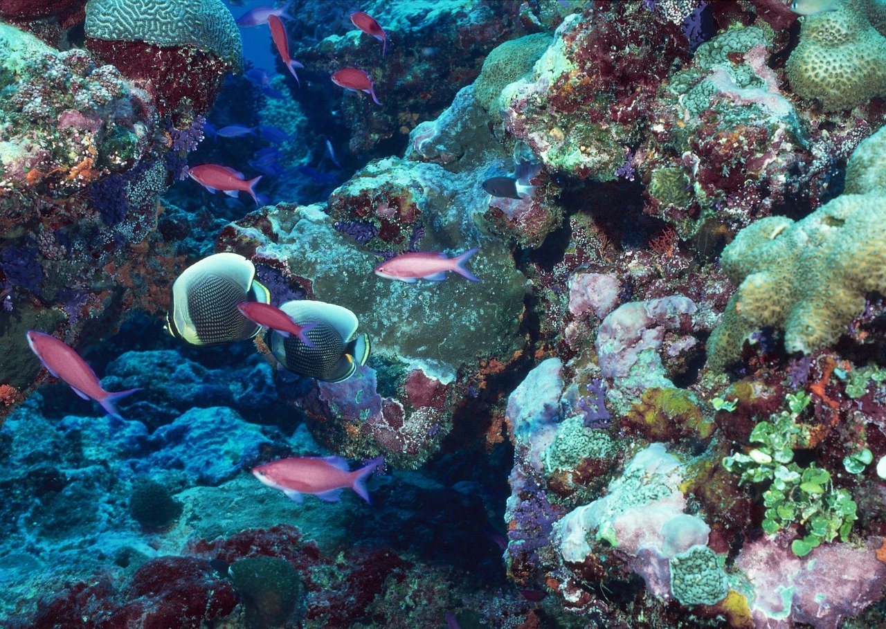 Sunscreen: A Modern Menace Lurking Underwater (image credits: pixabay)