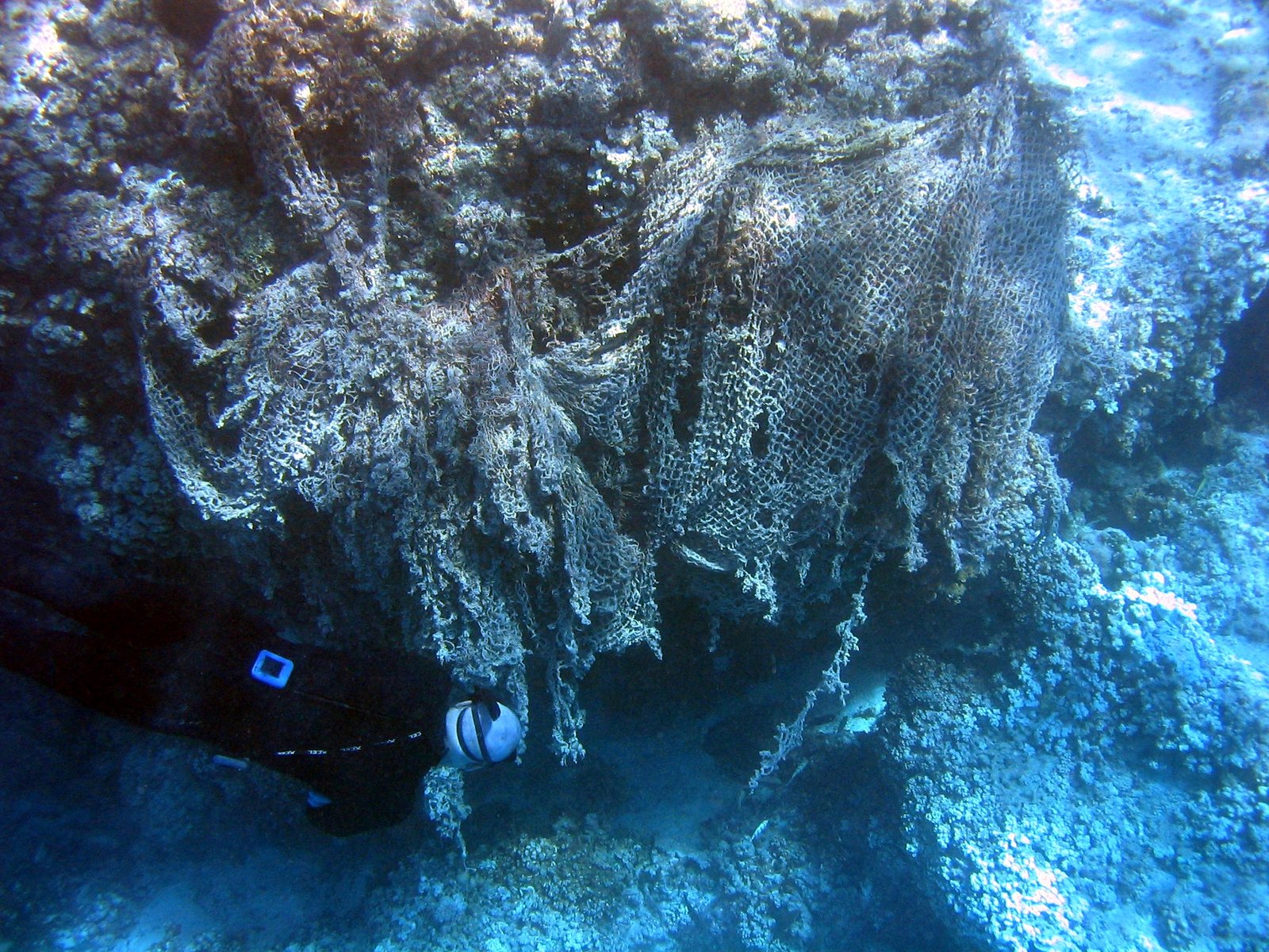 Sedimentation: Drowning in Mud (image credits: wikimedia)