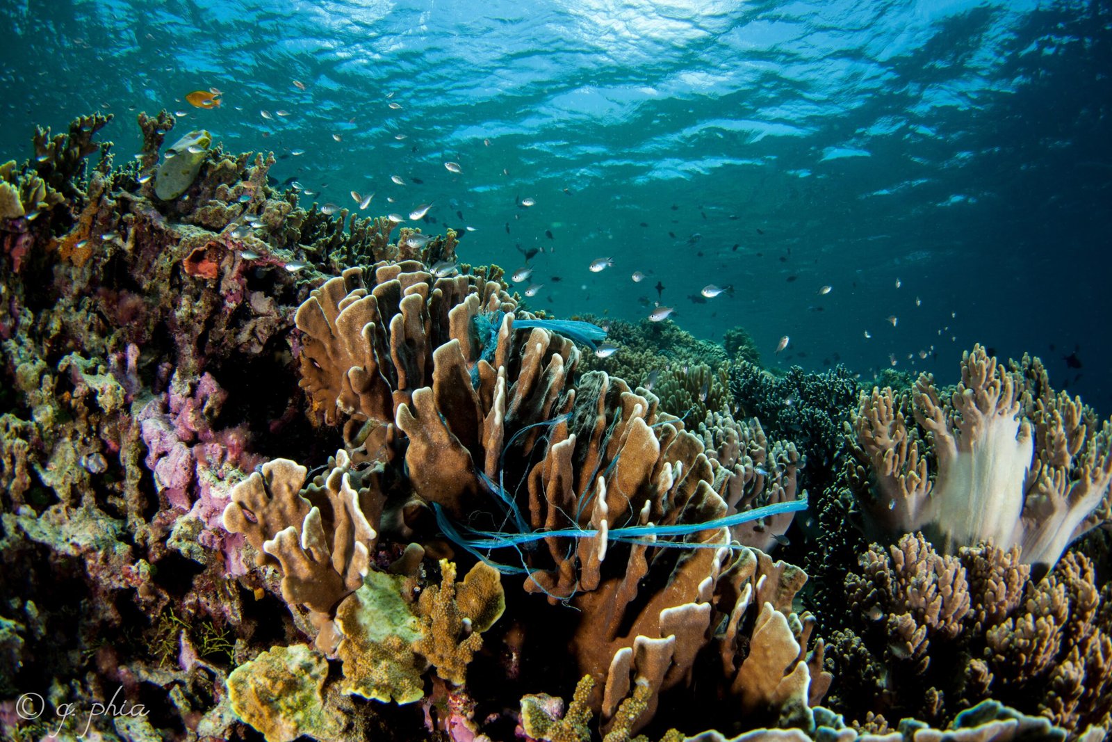 Plastic Waste: More Than Just an Eyesore (image credits: wikimedia)