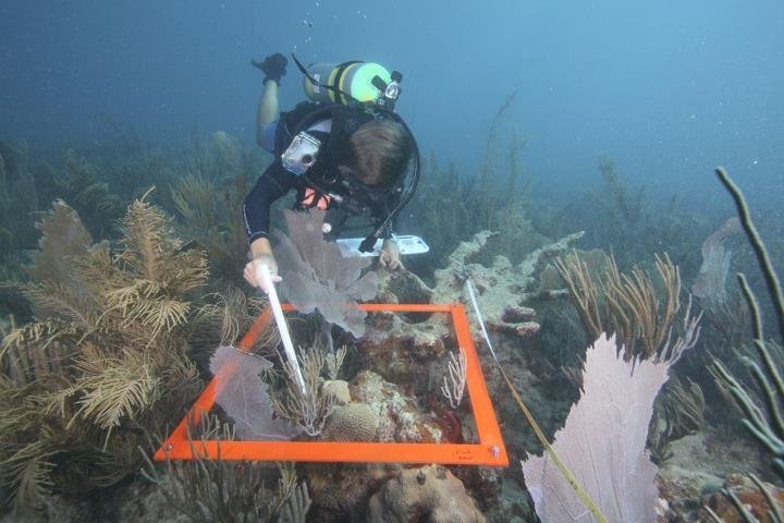 What We Can Do: Small Changes, Big Impact (image credits: wikimedia)