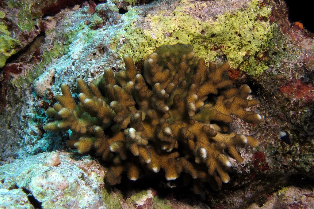 The Role of Zooxanthellae: Coral’s Secret Allies (image credits: wikimedia)