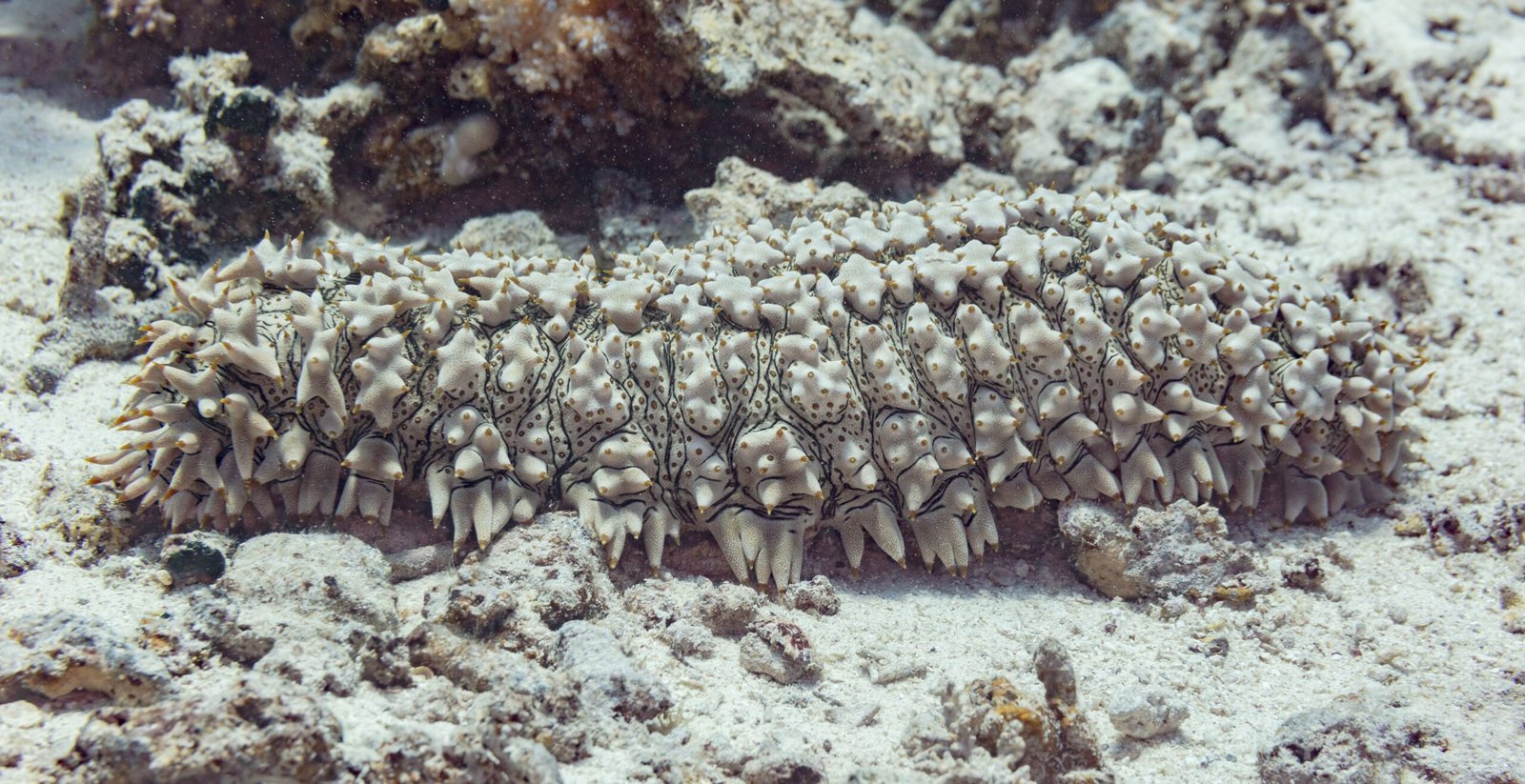 Ocean Acidification: An Invisible Threat (image credits: wikimedia)