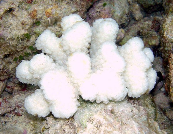 The Ripple Effect: Coral Bleaching and Marine Life (image credits: wikimedia)